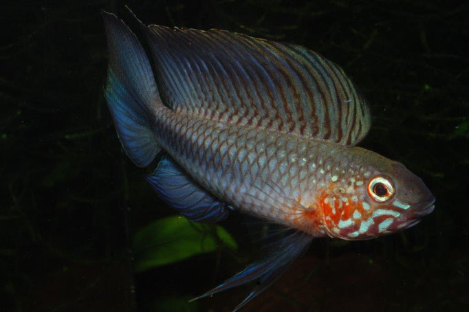 Ap. lineataWF NZ ohne Arttypische Zeichnung der Caudale (E.van Genne) aus dem Cano Garza, Atabapo Einzug