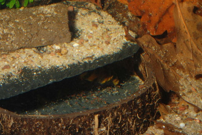 Apitogramma baenschi W Larven einsammelnd