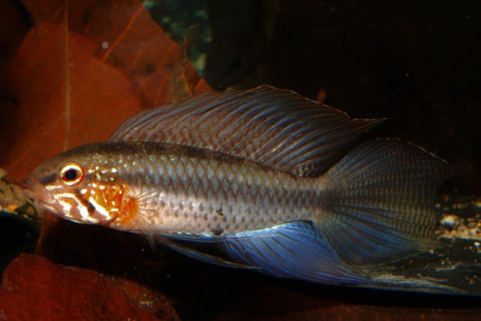 Ap. lineata WF NZ ohne Arttypische Zeichnung der Caudale (E.van Genne) aus dem Cano Garza, Atabapo Einzug