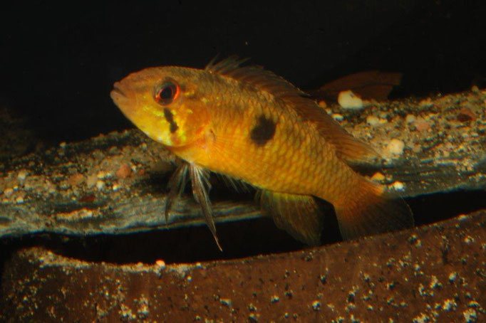 Ap. lineata Female