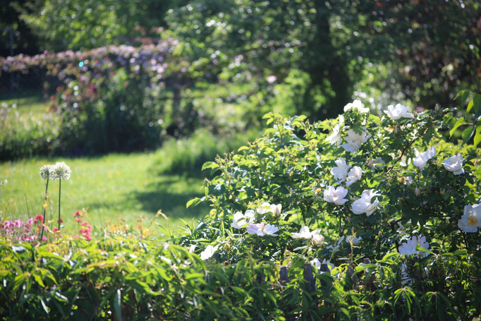 Rosa 'Nevada'