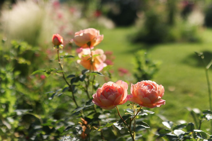 Rosa 'lady of shalott'