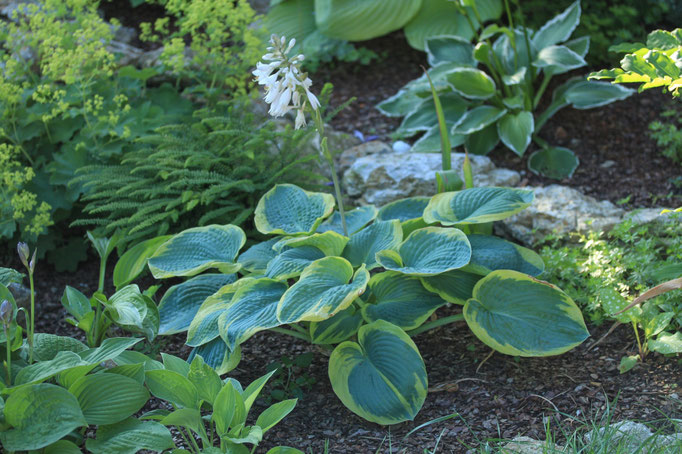 Hosta His Hornor