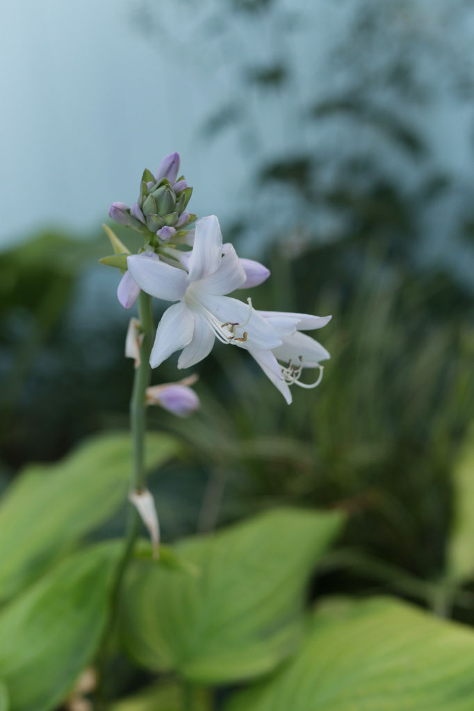 Hosta Guacamole