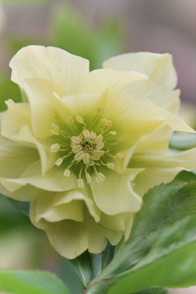 Helleborus 'xanthia' 