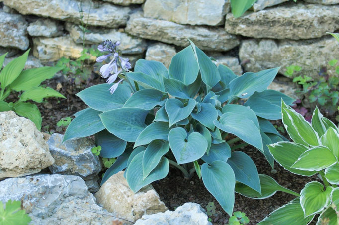 Hosta Halcyon