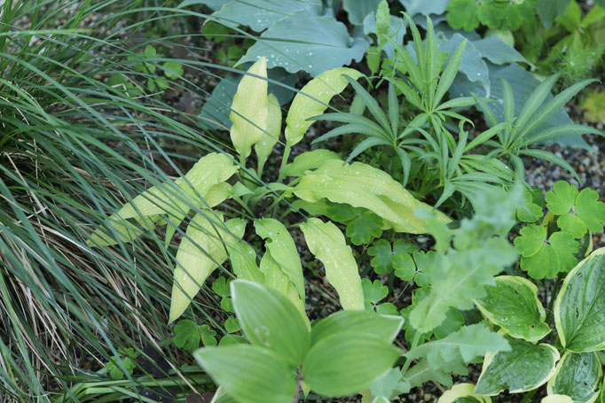 Hosta 'curly fries'