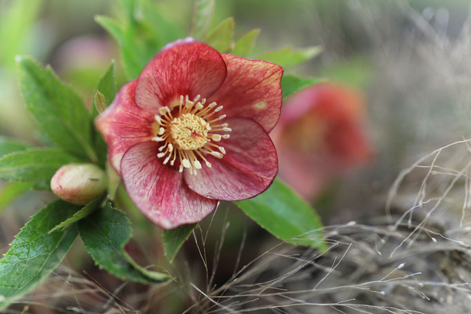 Helleborus 'apricot blush'