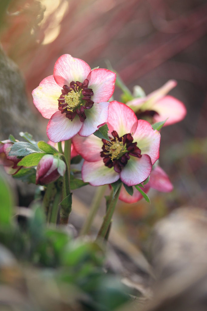 Helleborus 'cherry blossom' 