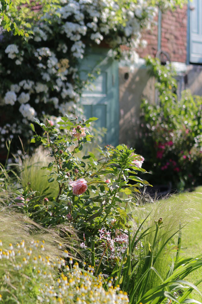 Roas 'William Morris'