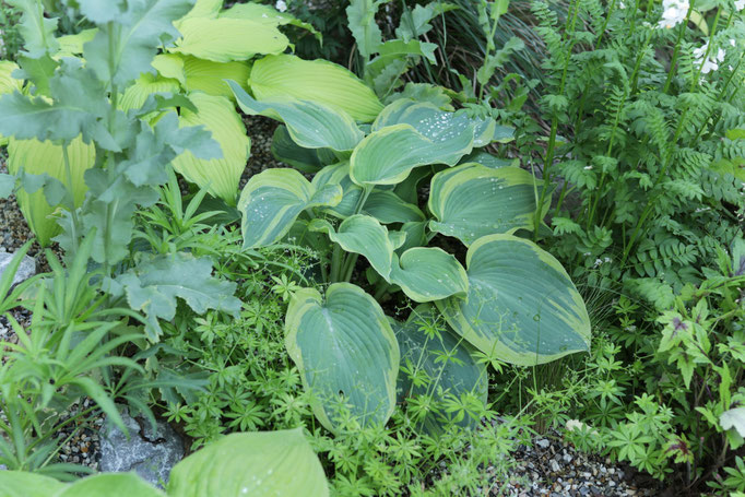Hosta Erath Angel