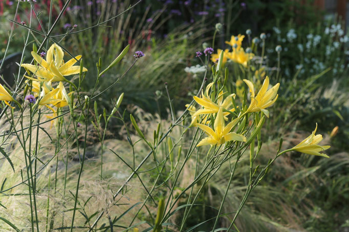 Citrina