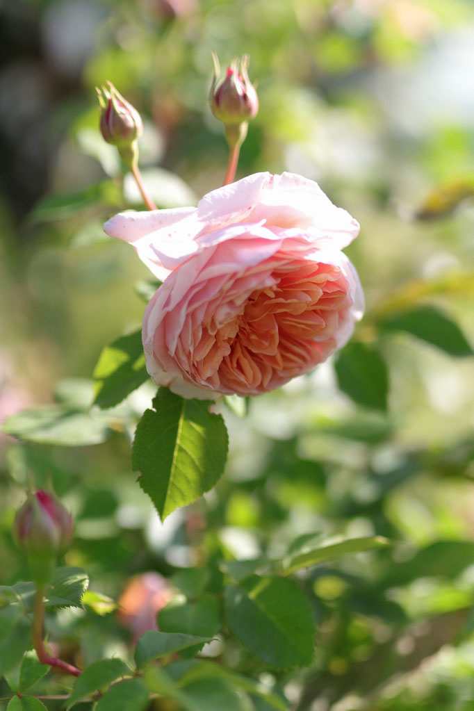 Rosa 'William Morris'