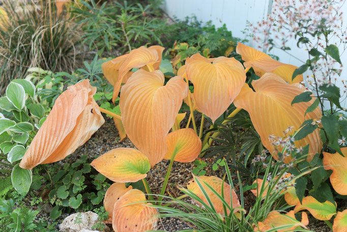 Hostas im Herbst