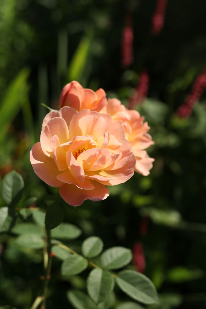 Rosa 'the lark acsending'