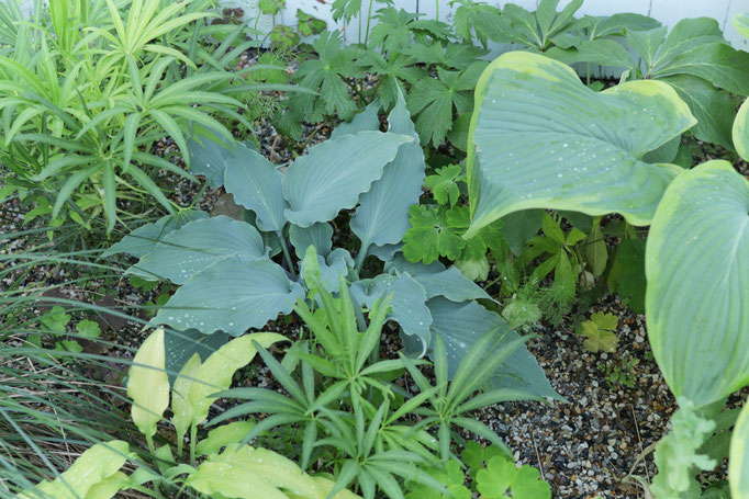 Hosta skyrwriter