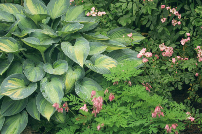 Hosta June