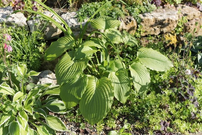 Hosta 'Niagara falls'