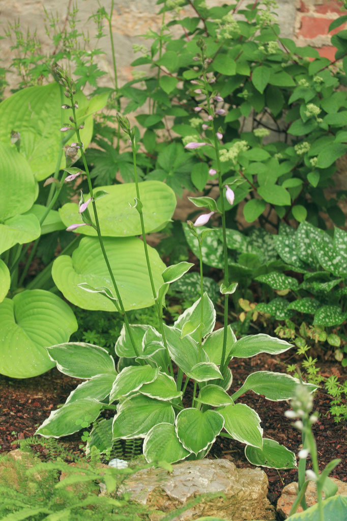Hosta Albomaginata