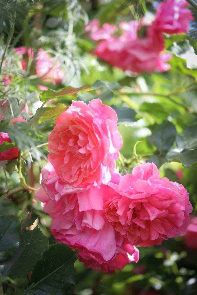 Rosa 'Rosarium Uetersen'
