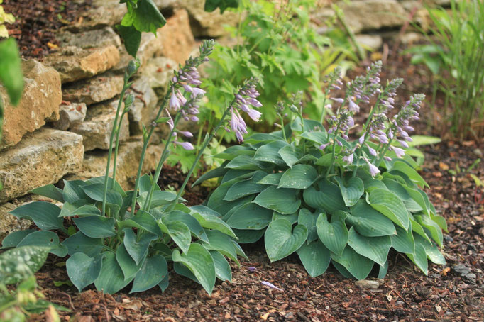 Hosta Baby Blue Eyes
