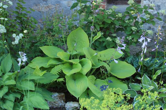 Hosta Sum aud Substanz