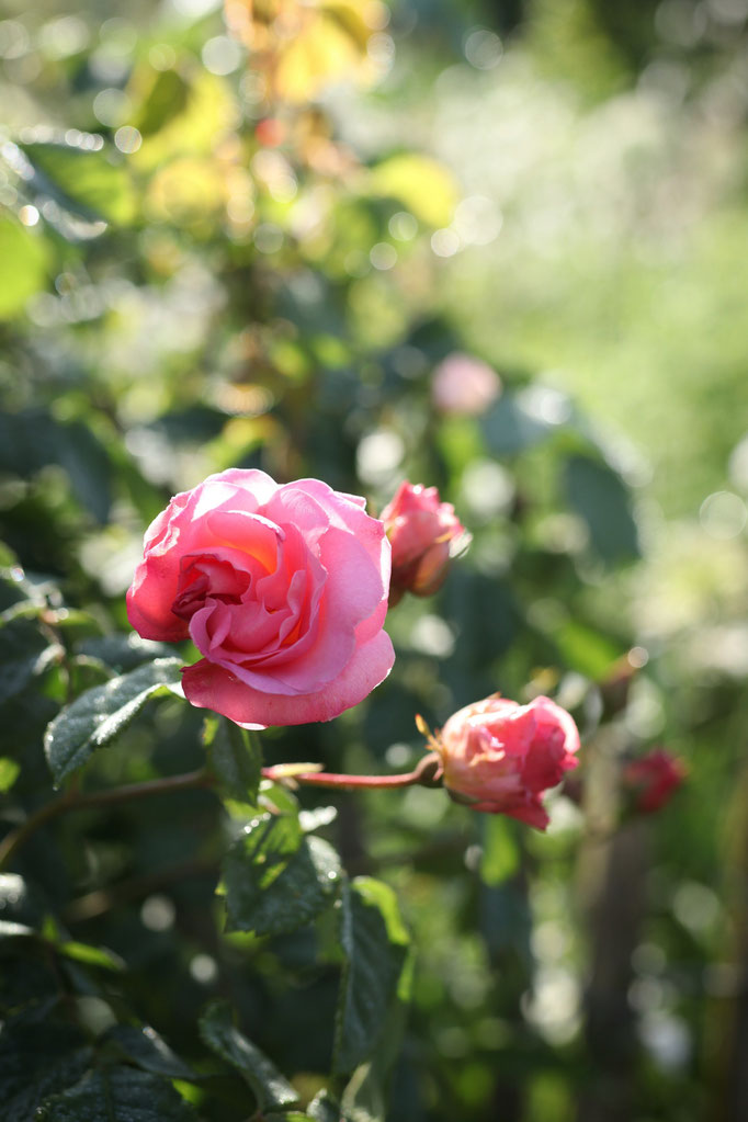 Rosa 'Fritz Nobis'