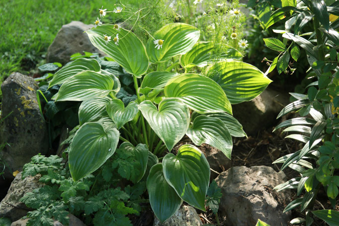 Hosta Poseidon