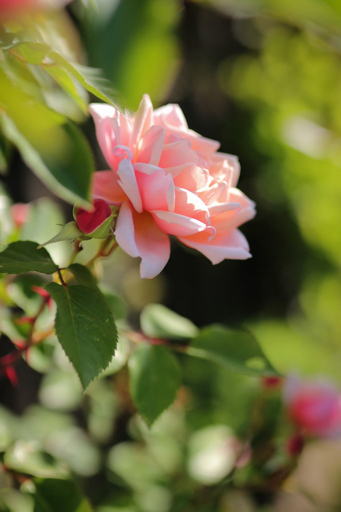 Rosa 'Albertine'