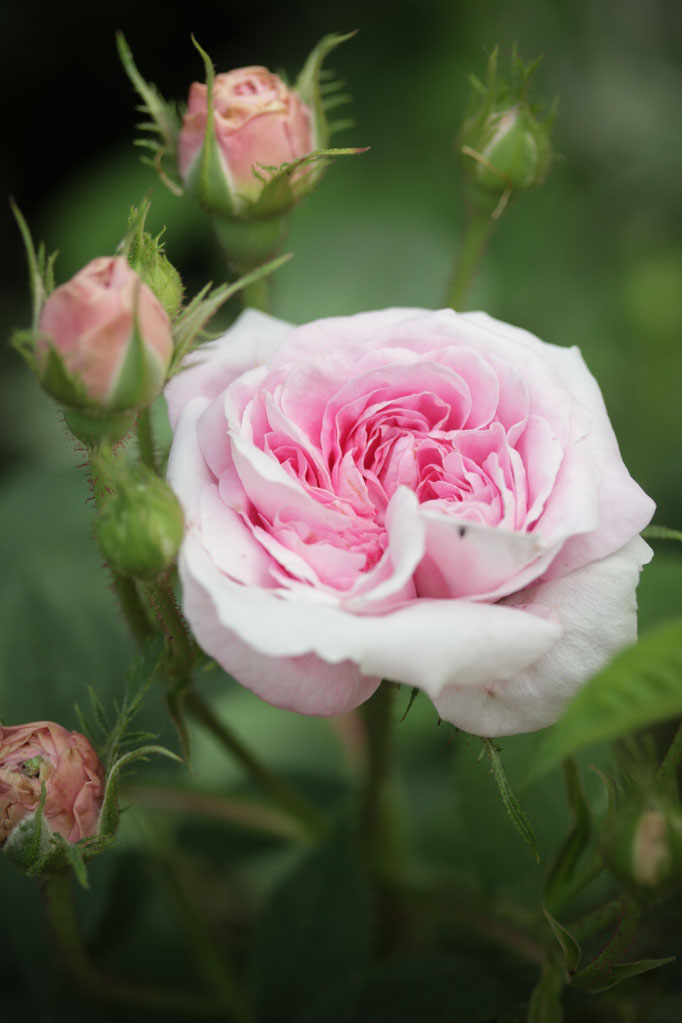 Rosa 'Königin von Dänemark'