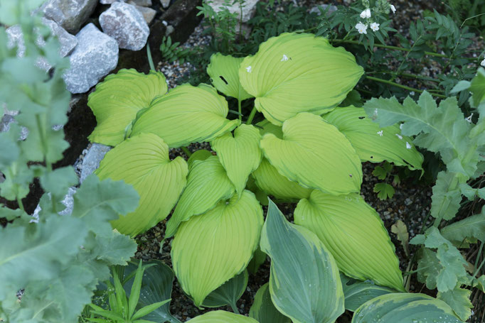 Hosta First Dance