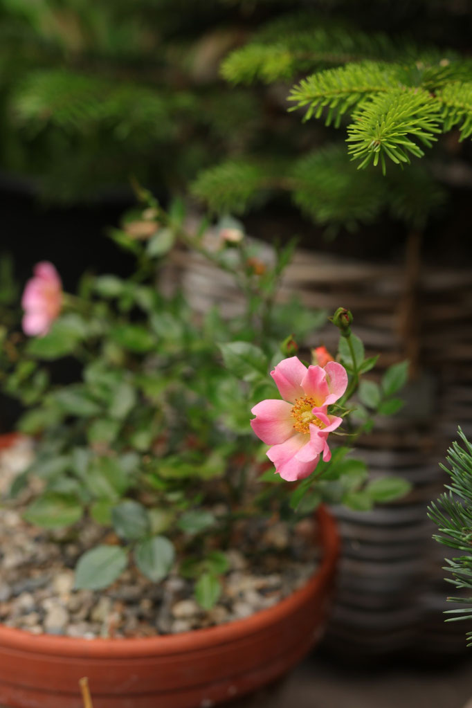 Rosa 'happy cappy'