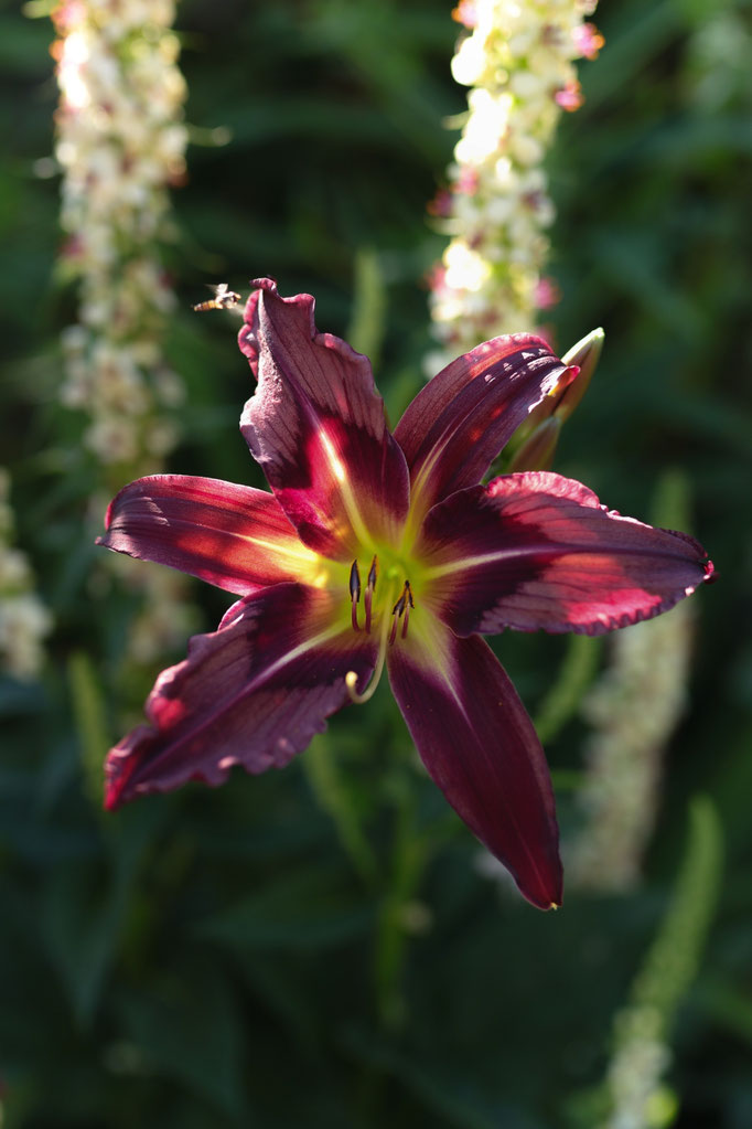 Boitzer Dark Wind