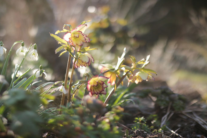 Helleborus 'sun flare'