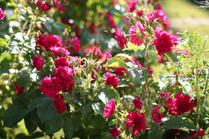 Rosa rugosa F. J. Grootendorst 