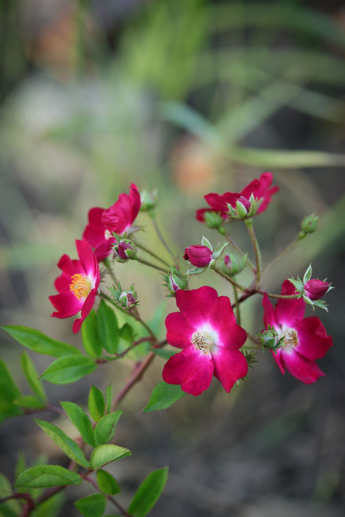 Rosa 'red Ballerina'