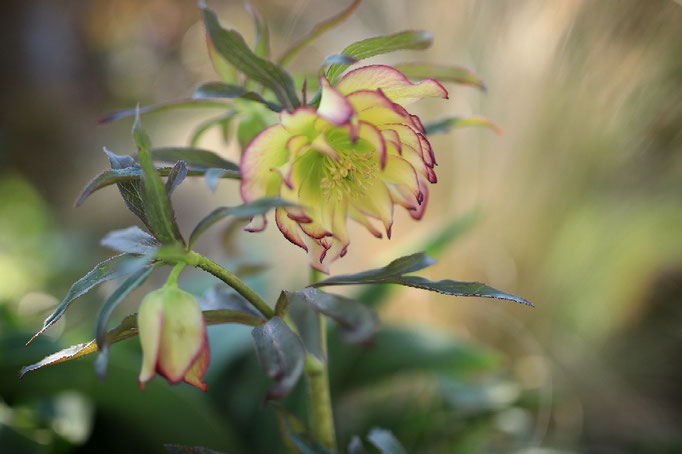 Helleborus 'sun flare' 