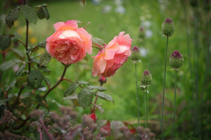 Rosa 'Lady Emma Hamilton' 