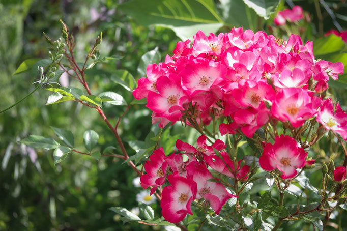 Rosa 'Bukavu' 