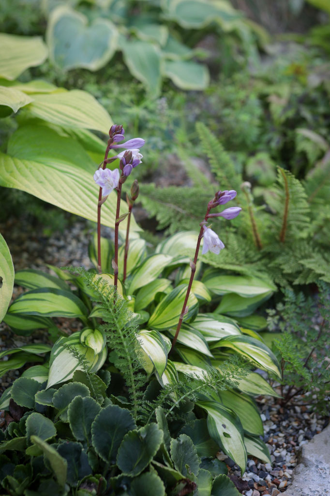 Hosta 'rainbows end'