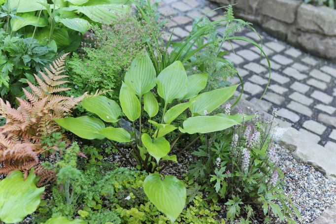Hosta Holar Early Days