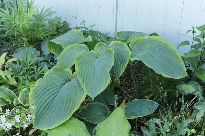 Hosta Wunderbar