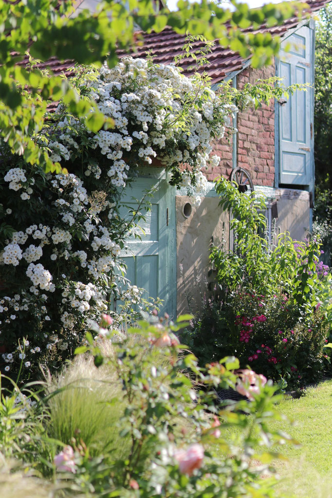 Rosa 'rambling rector'