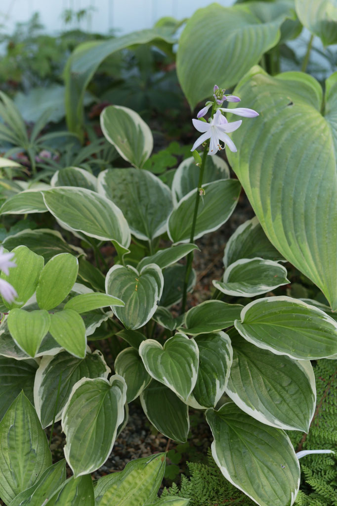 Hosta 'so lovely' 