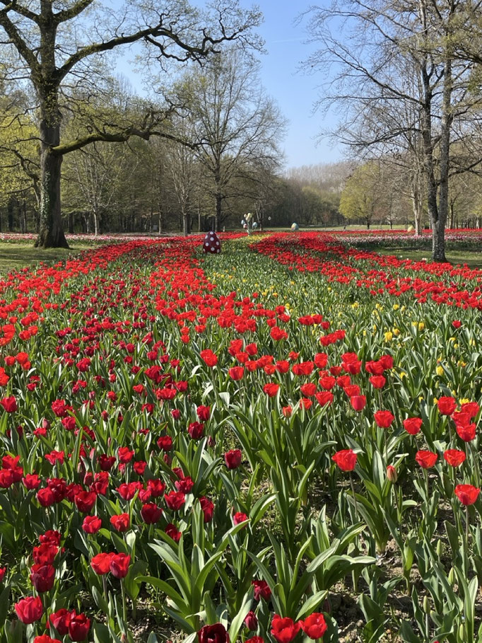 Ruban de tulipes Mars 2026 Château de Cheverny