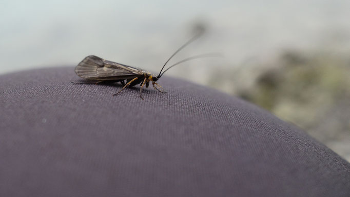 Eine schöne Köcherfliege besucht meine Wathose. Auf dem Wasser braucht sie im Moment keine Sorgen zu haben. Es steigt nichts.