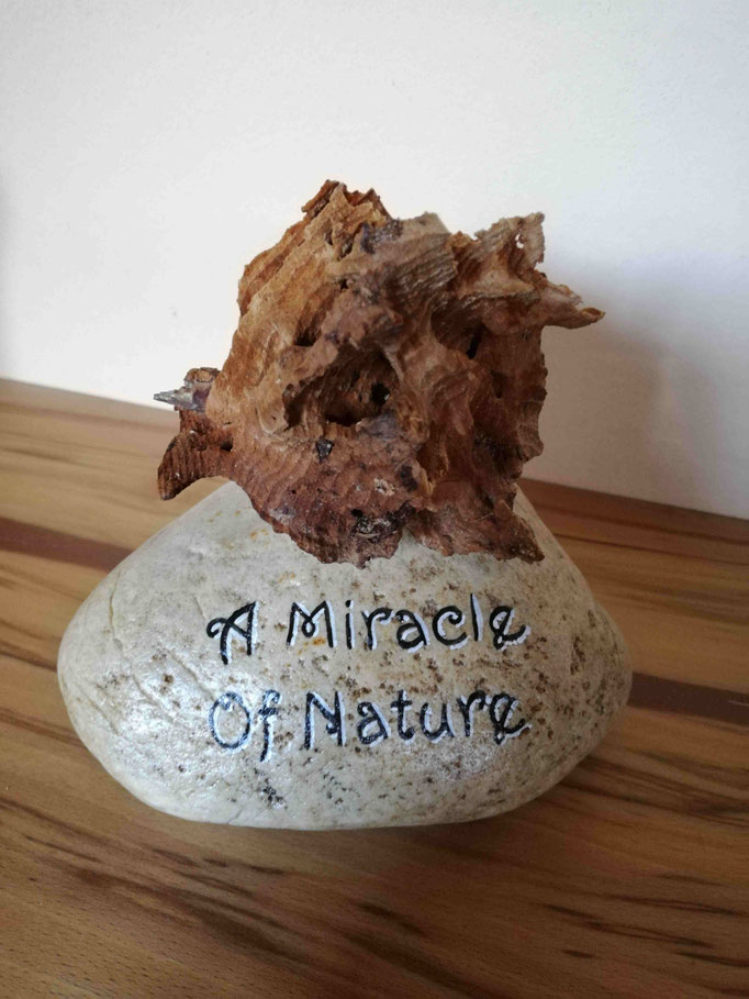 14 x 13 cm, Naturstein mit von Fraßgängen durchzogenem Holzstück