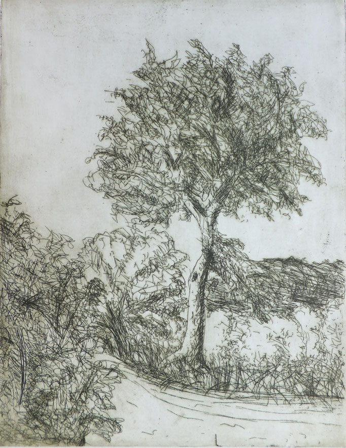 Johanna Schott // Baum // Radierung // 26,5 x 34,5 cm // 1983