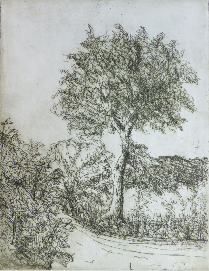 Johanna Schott // Baum // Radierung // 26,5 x 34,5 cm // 1983