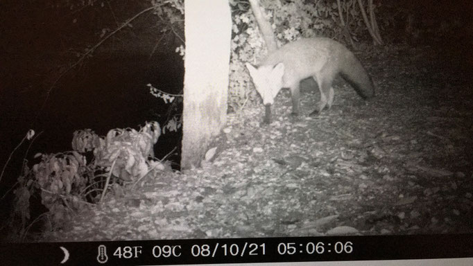 Der Fuchs kommt nachts